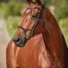 Collegiate ComfiTec Training Bridle -Equestrian Supply Store 811145 ComfiTec Training L Side 39891.1588094731