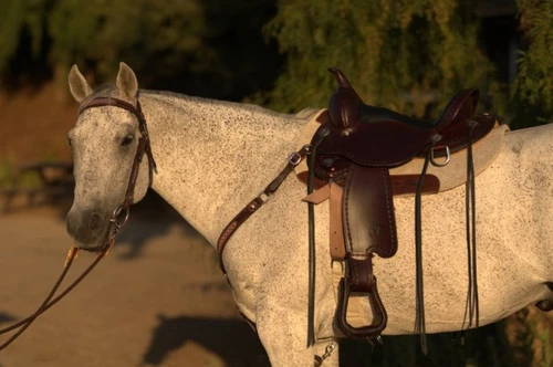 Circle Y Salt River Flex2 Trail Saddle 1667 5 Circle Y Salt River Flex2 Trail Saddle 1667 - Image 3