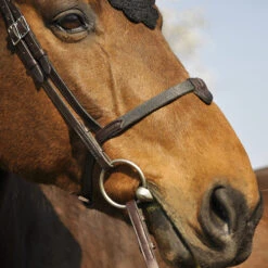 In Horse We Trust Bridle Evolution -Equestrian Supply Store Soft T 2 Evolution on Horse Noseband 18125.1589307260