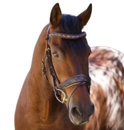 Halter Ego Aspen Rolled Snaffle Bridle -Equestrian Supply Store aspen rolled snaffle brn taupe halter ego 64538.1682625107