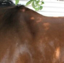 Circle Y Shoulder Bridge Pad 3/4" Or 1" -Equestrian Supply Store circle y shoulder bridge pad 3 4 or 1 2 14872.1527884105