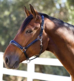 Halter Ego Copenhagen Navy Patent Halter -Equestrian Supply Store copenhagen navy halter nv.pt navy hero COPENHAGEN HALTER halter ego 97604.1682536277