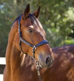 Halter Ego Copenhagen Navy Patent Halter -Equestrian Supply Store copenhagen navy halter nv.pt navy side halter ego 41538.1682560513