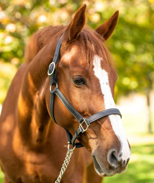 Red Barn Grace Lined Halter 3 Red Barn Grace Lined Halter