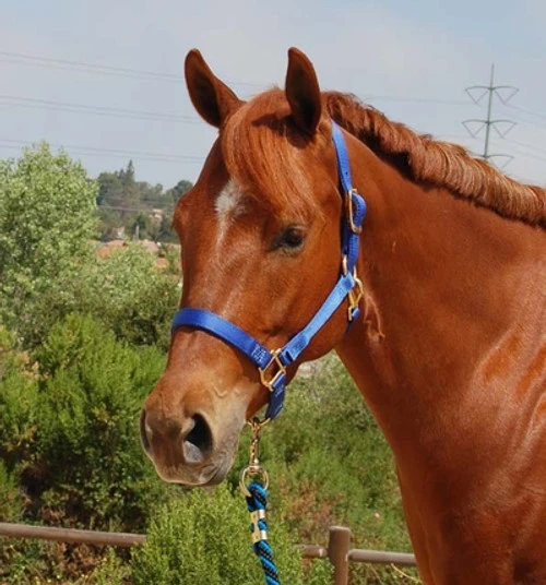 Mary's Walsh Nylon Halter 4 Mary's Walsh Nylon Halter - Image 2