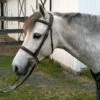 Nunn Finer Venice Fancy Stitch Pony Bridle -Equestrian Supply Store nuf venice pony bridle 35038 36836.1601488384