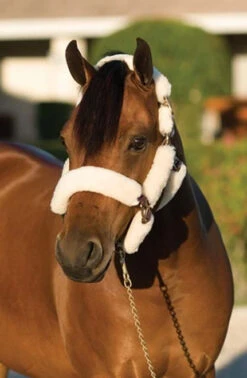 Ovation Sheepskin Pony Shipping Halter -Equestrian Supply Store ovation sheepskin pony shipping halter 2 06071 50134.1527309294