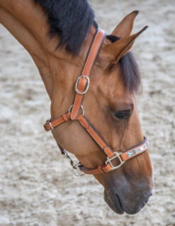 PÉNÉLOPE Pénélope Pearl Leather Halter -Equestrian Supply Store pearl halter cognac right 510 311 302 penelope 67285.1688685427