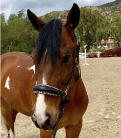 Halter Ego Safari Halter -Equestrian Supply Store safari halter blk lprd front halter ego 27053.1682538591