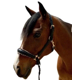 Halter Ego Safari Halter -Equestrian Supply Store safari halter brown halter ego 37979.1682706133