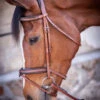 PÉNÉLOPE Pénélope US Bridle -Equestrian Supply Store us bridle hazelnut 301 602 318 penelope 31395.1688760854