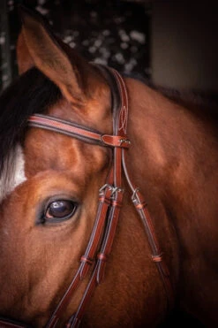 PÉNÉLOPE Pénélope US Bridle -Equestrian Supply Store us bridle hazelnut brow crown 301 602 318 penelope 08645.1688760552
